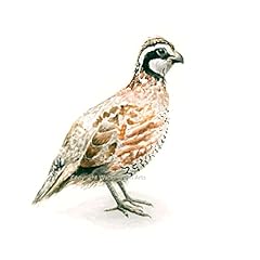 Bobwhite watercolor print for sale  Delivered anywhere in USA 