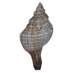 Echte trapez bandschnecke gebraucht kaufen  Wird an jeden Ort in Deutschland