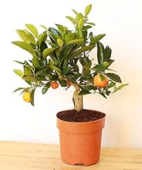 Dwarf orange tree for sale  Delivered anywhere in UK