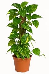 Scindapsus aureum moosstab gebraucht kaufen  Wird an jeden Ort in Deutschland