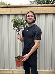 Laurus nobilis standard for sale  Delivered anywhere in UK