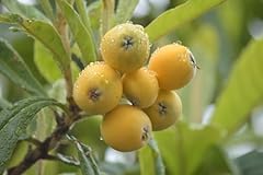Loquat tree sweet for sale  Delivered anywhere in USA 