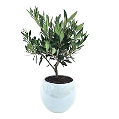 Giardini giulia bonsai usato  Spedito ovunque in Italia 