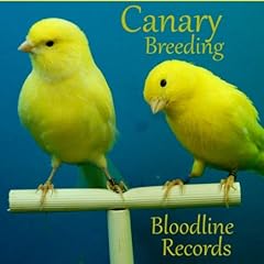 Canary breeding bloodline for sale  Delivered anywhere in Ireland