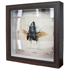 Insect specimens wall for sale  Delivered anywhere in UK