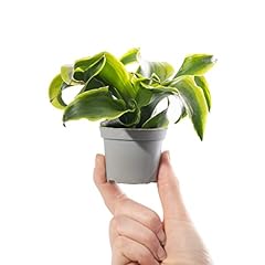 Baby dragon plant for sale  Delivered anywhere in UK