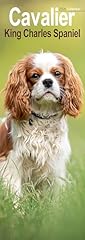 Cavalier king charles d'occasion  Livré partout en Belgiqu