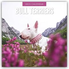 Bull terriers bullterrier for sale  Delivered anywhere in UK