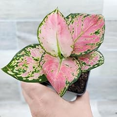 Aglaonema live plant for sale  Delivered anywhere in USA 