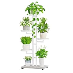 Idavosic.ly tier plant for sale  Delivered anywhere in USA 
