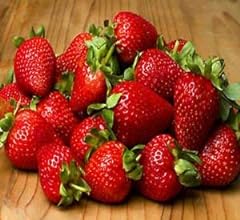 Ozark beauty strawberry for sale  Delivered anywhere in USA 