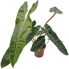 Fangblatt philodendron billiet gebraucht kaufen  Wird an jeden Ort in Deutschland