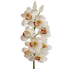 Cream cymbidium orchid for sale  Delivered anywhere in USA 