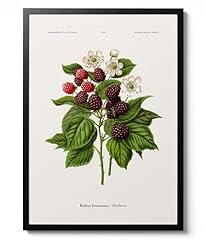 Animato blackberries poster for sale  Delivered anywhere in UK