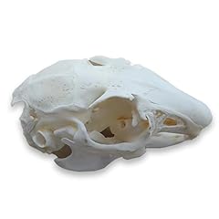 Taxidermy real animals for sale  Delivered anywhere in UK