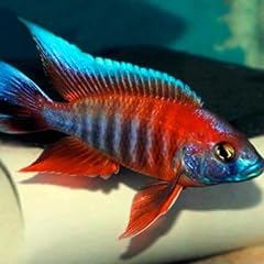 Eureka red peacock for sale  Delivered anywhere in USA 