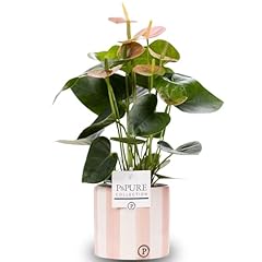 Anthurium pink pot for sale  Delivered anywhere in UK