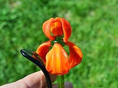 Orange glass iris for sale  Delivered anywhere in USA 