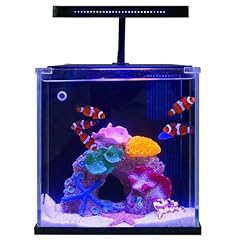 Qanvee betta nemo for sale  Delivered anywhere in USA 