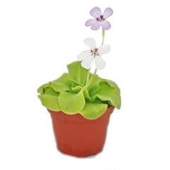 Butterwort pinguicula 9cm usato  Spedito ovunque in Italia 