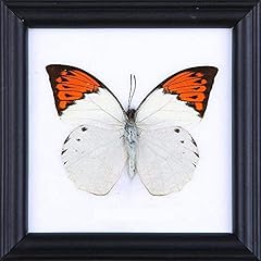 Great orange tip for sale  Delivered anywhere in USA 
