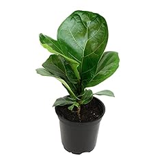 Plants pets ficus for sale  Delivered anywhere in USA 