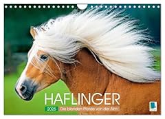 Haflinger blonden pferde gebraucht kaufen  Wird an jeden Ort in Deutschland