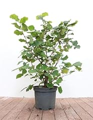 Corylus avellana haselnussstra gebraucht kaufen  Wird an jeden Ort in Deutschland