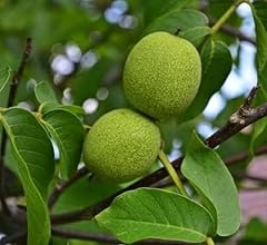 Black walnut tree for sale  Delivered anywhere in USA 