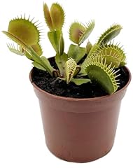 Fangblatt dionaea muscipula gebraucht kaufen  Wird an jeden Ort in Deutschland
