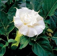 Flower datura metel usato  Spedito ovunque in Italia 