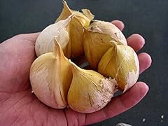 Garlic elephant 0.15 for sale  Delivered anywhere in USA 