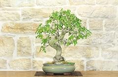 Bonsai gelso usato  Spedito ovunque in Italia 