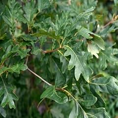 10pcs fresh green for sale  Delivered anywhere in UK