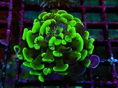 Neon green hammer for sale  Delivered anywhere in USA 