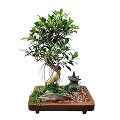Bonsai ficus retusa usato  Spedito ovunque in Italia 
