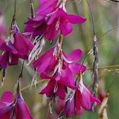 Perfect plants dierama for sale  Delivered anywhere in UK
