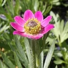 Anemone rubra seeds gebraucht kaufen  Wird an jeden Ort in Deutschland