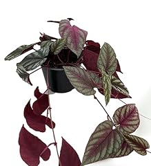 Rex begonia vine for sale  Delivered anywhere in USA 
