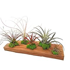 Bubbleblooms tillandsia driftw for sale  Delivered anywhere in USA 