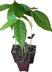 Chocolate tree theobroma for sale  Delivered anywhere in USA 