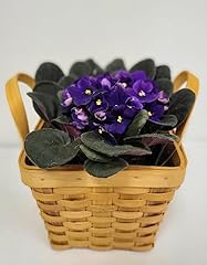 Live purple blooming for sale  Delivered anywhere in USA 