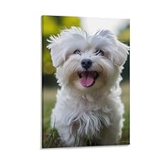 Dhbaneiok cane maltese usato  Spedito ovunque in Italia 