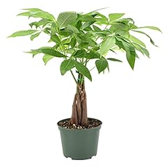 Arcadia garden products for sale  Delivered anywhere in USA 