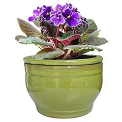 Dphagesy african violet for sale  Delivered anywhere in USA 