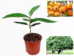 Fruit trees quince for sale  Delivered anywhere in UK