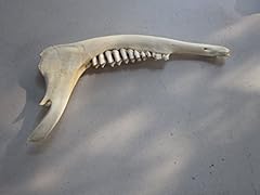 Deer jaw bone for sale  Delivered anywhere in USA 