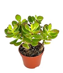 Jade succulent plant for sale  Delivered anywhere in USA 
