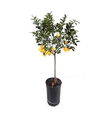 Beija flores citronnier d'occasion  Livré partout en France