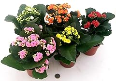 Powers flowers kalanchoe usato  Spedito ovunque in Italia 